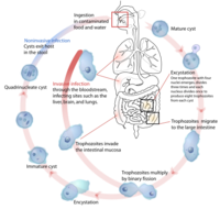 Entamoeba histolytica životný cyklus